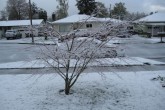 snow 4-20-08.jpg